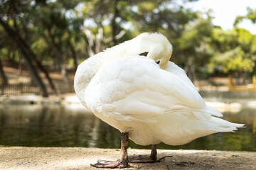 a swan stands near the water of a lake on a sunny day, a swan on a pond, a series about nature