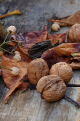 Autumn, leaves on the ground, some fruits. A still life of the Fall