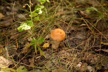 Red boletus mushroom in the wild. Red boletus mushroom grows on the forest floor at autumn season..