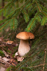 Porcini mushroom growing in pine tree forest at autumn season..