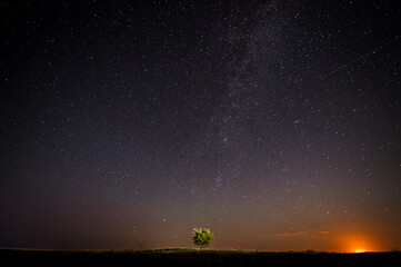 a lonely tree against the background of the starry sky