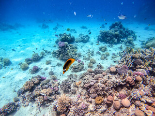 Diagonal butterflyfish (Chaetodon fasciatus) at the Red Sea coral reef..