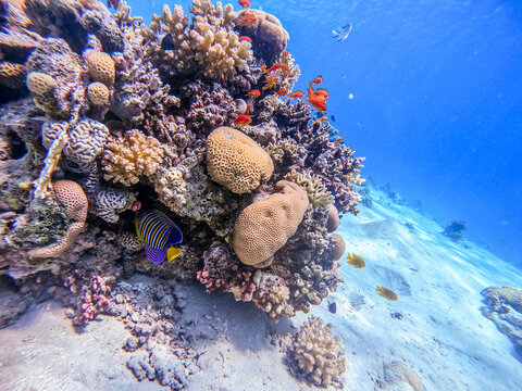 Angel fish or Royal angelfish (Pygoplites diacanthus) at the Red Sea coral reef..