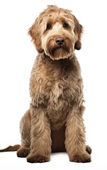 Labradoodle dog sitting at the camera in front isolated of white background