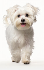 Maltese dog walking and looking at the camera in front isolated of white background
