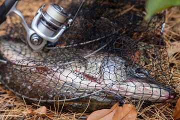 Freshwater pike fish. Keep net with fishery catch in it and fishing rod with reel..