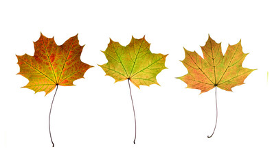 maple leaf isolated on white
