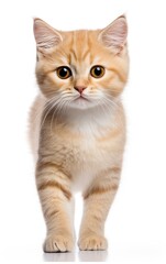 Fototapeta premium Munchkin Fluffy Cat standing at the camera in front isolated of white background