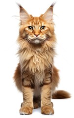 Obraz premium Main coon Cat sitting at the camera in front isolated of a white background