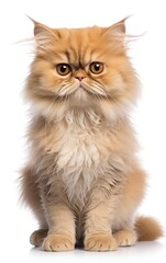 Obraz premium Persian Fluffy Cat sitting at the camera in front isolated of white background