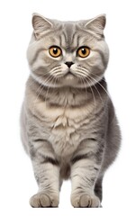 Scottish Fold Cat sitting at the camera in front isolated of a white background