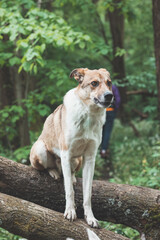 Portrait of a White and brown dog with a sad expression in a woodland covered with flowering bear garlic. Funny views of four-legged pets