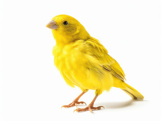 Canary Studio Shot Isolated on Clear White Background, Generative AI