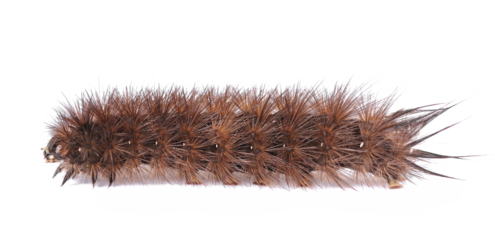 Brown hairy moth caterpillar in Family Arctiidae, isolated on white, side view