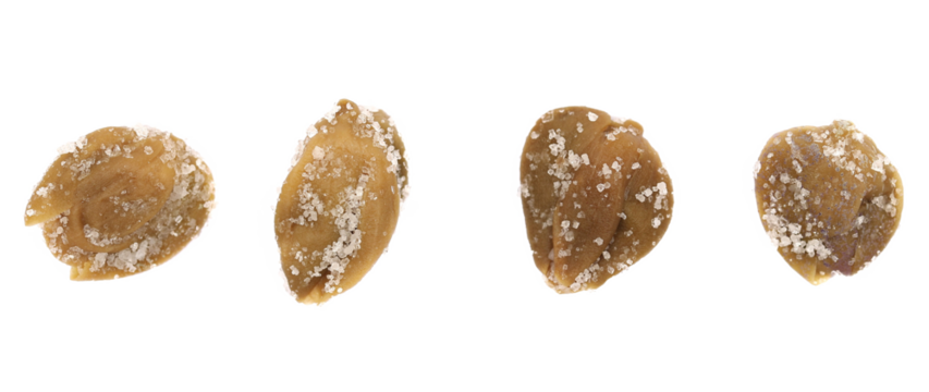 Set capers in salt, edible flower buds isolated on white, top view