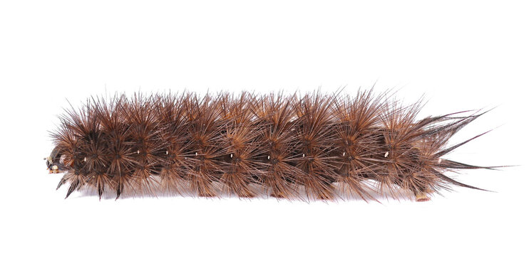 Brown hairy moth caterpillar in Family Arctiidae, isolated on white, side view