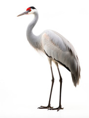 Fototapeta premium Crane Studio Shot Isolated on Clear White Background, Generative AI