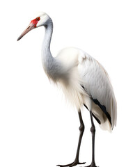 Obraz premium Crane Studio Shot Isolated on Clear White Background, Generative AI