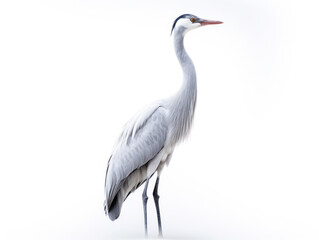 Crane Studio Shot Isolated on Clear White Background, Generative AI