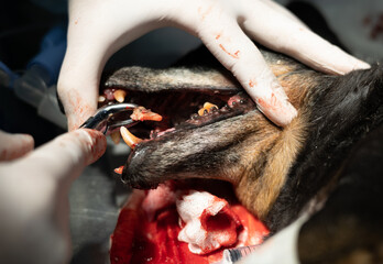 Removing a diseased rotten tooth from a dog under anesthesia in veterinary surgery. On the...