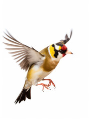 Fototapeta premium Goldfinch Studio Shot Isolated on Clear White Background, Generative AI
