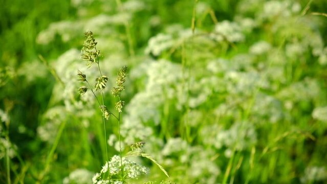 The cow parsley, Anthriscus sylvestris, is an umbelliferous plant. The wild chervil grow in meadow. Kupyr on a summer day, close-up, side view. White flowers on a green background.
