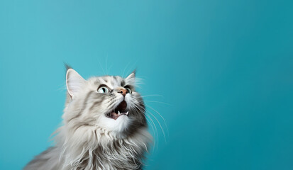 A fluffy gray cat with an open mouth looks up on a blue background. Free space for product placement or advertising text.