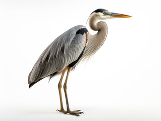 Fototapeta premium Heron Studio Shot Isolated on Clear White Background, Generative AI