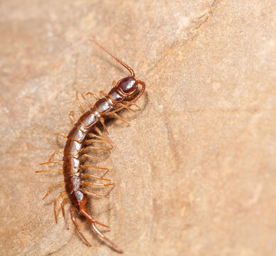 Macro full length of stone centipede