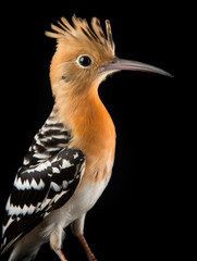 Obraz premium Hoopoe Studio Shot Isolated on Clear Black Background, Generative AI