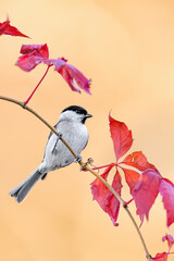 Obraz premium Fine art portrait of Willow tit perched on creeper plant (Poecile montanus)