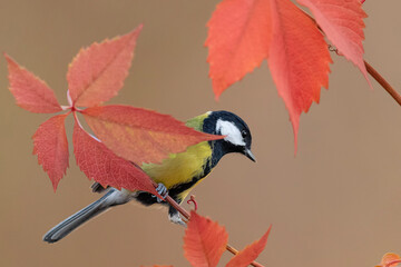 Among the autumn leaves colors, the Great tit (Parus major)