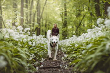 White Siberian Husky with piercing blue eyes standing in a forest full of bear garlic blossoms....