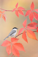 Among the autumn leaves, fine art portrait of Willow tit (Poecile montanus)