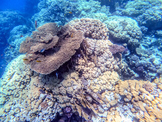 Underwater life of reef with corals and tropical fish. Coral Reef at the Red Sea, Egypt.