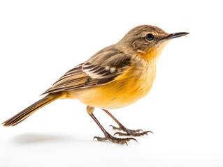 Fototapeta premium Passerine Studio Shot Isolated on Clear White Background, Generative AI