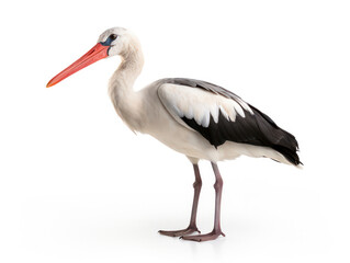 Fototapeta premium Stork Studio Shot Isolated on Clear White Background, Generative AI