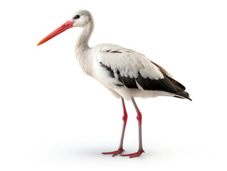 Fototapeta premium Stork Studio Shot Isolated on Clear White Background, Generative AI