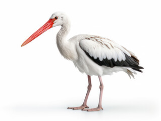 Obraz premium Stork Studio Shot Isolated on Clear White Background, Generative AI