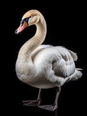 Swan Studio Shot Isolated on Clear Black Background, Generative AI