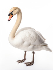 Obraz premium Swan Studio Shot Isolated on Clear White Background, Generative AI