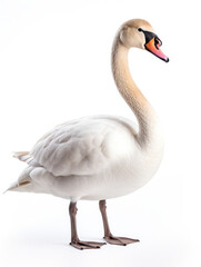 Swan Studio Shot Isolated on Clear White Background, Generative AI