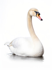 Obraz premium Swan Studio Shot Isolated on Clear White Background, Generative AI