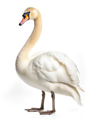 Swan Studio Shot Isolated on Clear White Background, Generative AI