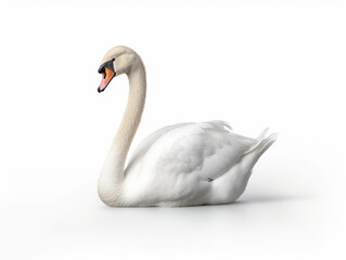 Swan Studio Shot Isolated on Clear White Background, Generative AI