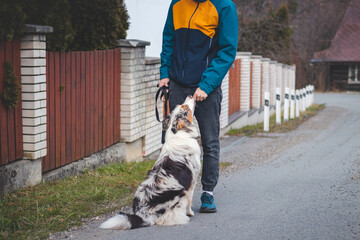 Young cynologist, a dog trainer trains a four-legged pet Australian Shepherd in basic commands...