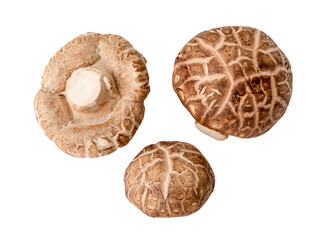 Top view set of Fresh shiitake mushrooms isolated on white background with clipping path in png file format. Japanese and Chinese herb