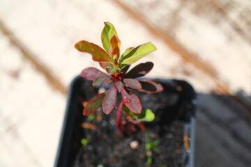 Euphorbia amygdaloides PURPUREA Wilczomlecz migdałowcolistny Purpurea - obrazy, fototapety, plakaty