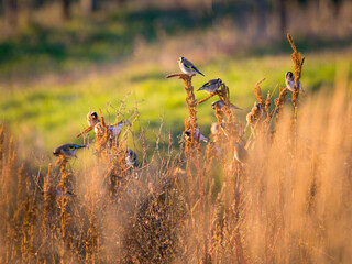 Group of european goldfinches carduelis carduelis eating buds on tree in early spring. Cute little...