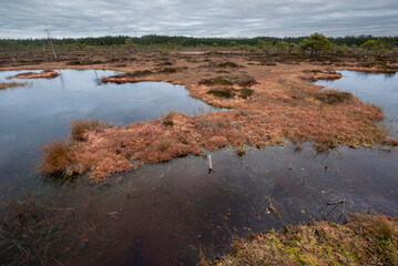 Raised bog in Estonia, Soomaa national park